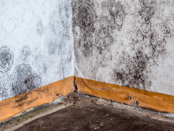 Best Carpet water damage restoration  in Patterson, CA